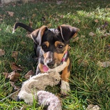 Entry image for Olive