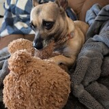 Entry image for Tootsie