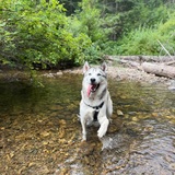 Entry image for Kenobi