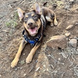 Entry image for Scrappy 