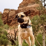 Entry image for Sirius