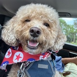 Entry image for Wookiee