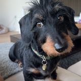 Entry image for Kobi