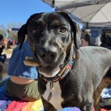 Entry image for Daphne