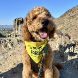 Entry image for Albus