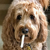 Entry image for Action Jaxon