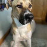 Entry image for Zeus aka Big Head Fred