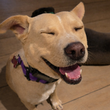 Entry image for Smushie