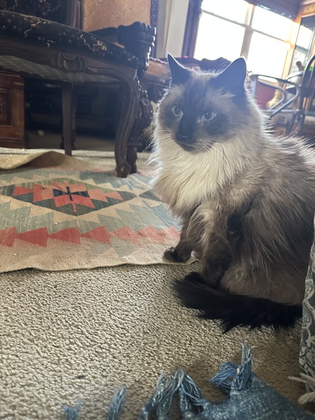 Entry image for Teddy. Clicking this image will show a larger photo