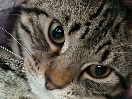 Entry image for Tia. Clicking this image will show a larger photo