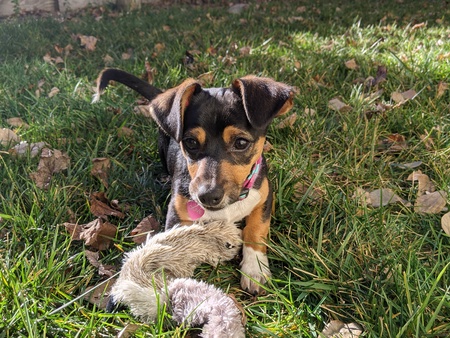 Entry image for Olive. Clicking this image will show a larger photo