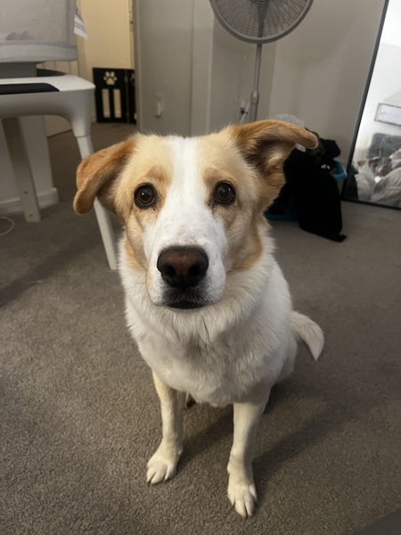 Entry image for Blanca. Clicking this image will show a larger photo