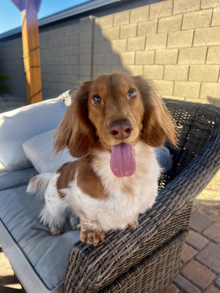 Entry image for Finn. Clicking this image will show a larger photo