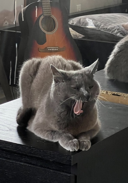 Entry image for Parsely. Clicking this image will show a larger photo