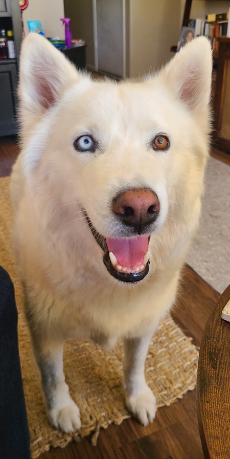 Entry image for Jesse. Clicking this image will show a larger photo