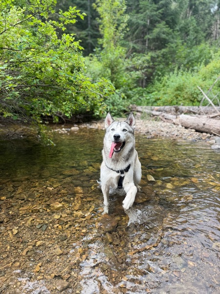 Entry image for Kenobi. Clicking this image will show a larger photo