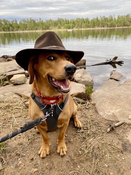 Entry image for Reggie. Clicking this image will show a larger photo