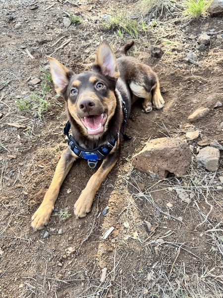 Entry image for Scrappy . Clicking this image will show a larger photo