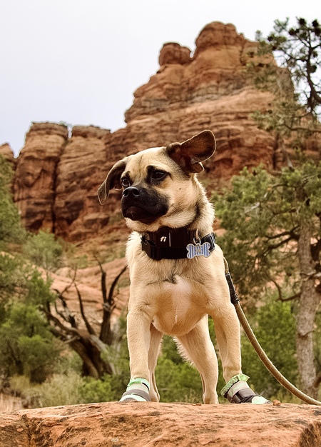 Entry image for Sirius. Clicking this image will show a larger photo