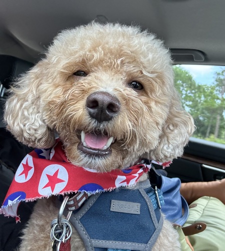 Entry image for Wookiee. Clicking this image will show a larger photo