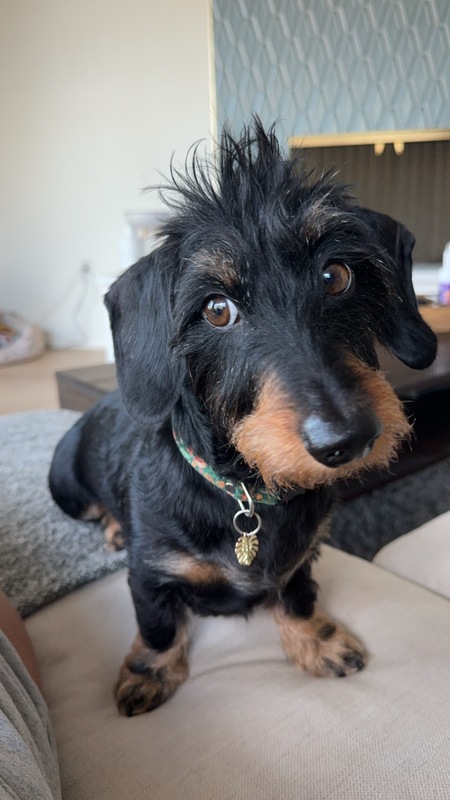 Entry image for Kobi. Clicking this image will show a larger photo