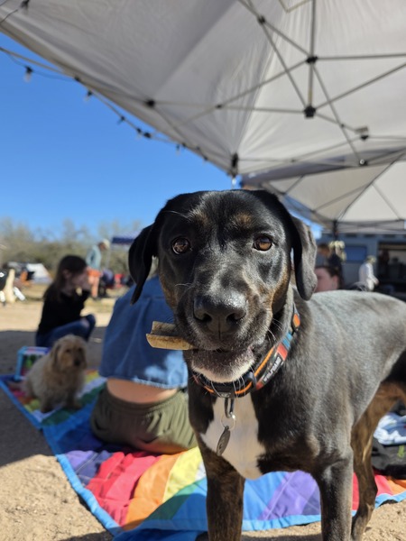 Entry image for Daphne. Clicking this image will show a larger photo