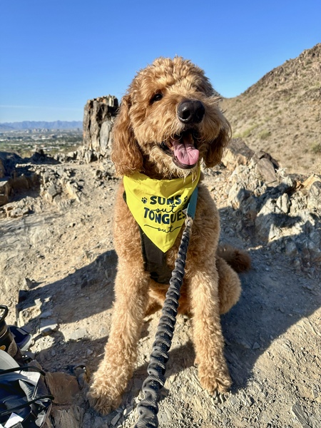 Entry image for Albus. Clicking this image will show a larger photo