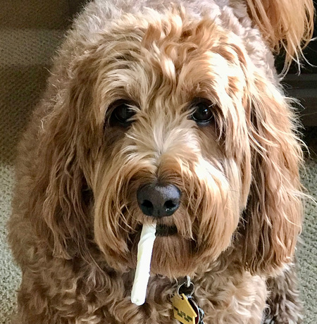 Entry image for Action Jaxon. Clicking this image will show a larger photo