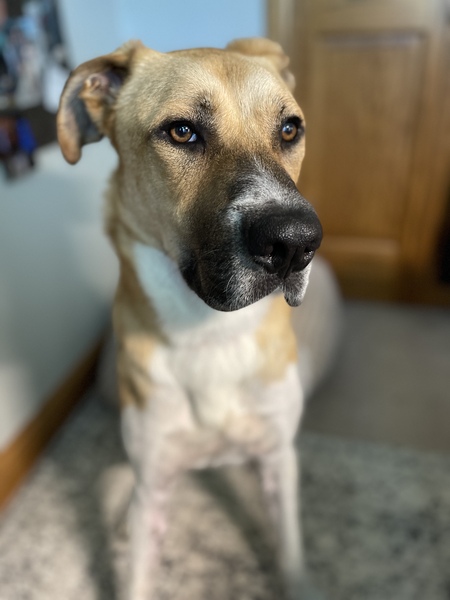 Entry image for Zeus aka Big Head Fred. Clicking this image will show a larger photo