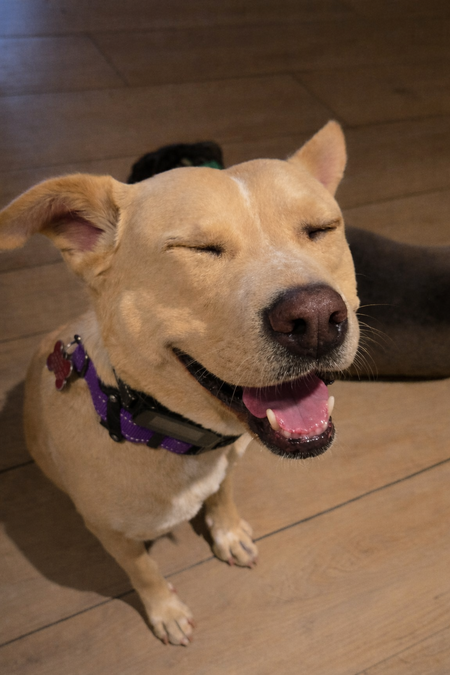 Entry image for Smushie. Clicking this image will show a larger photo