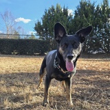 Entry image for Indie