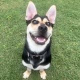 Entry image for Merle