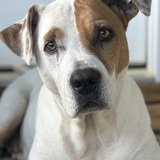 Entry image for Tinsel