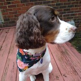 Entry image for Lady