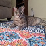 Entry image for Hunter