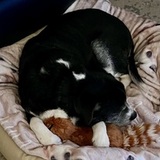 Entry image for Barrister