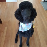 Entry image for Benjamin 