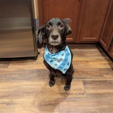 Entry image for Beau