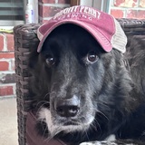 Entry image for Boomer