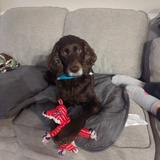 Entry image for Kimber