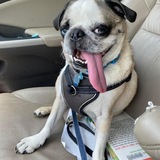 Entry image for Dobby