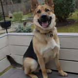 Entry image for Rollo