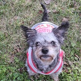Entry image for Marley