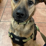 Entry image for Rascal