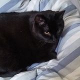 Entry image for Old Lady