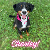 Entry image for Charley 