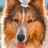 Entry image for Ellie