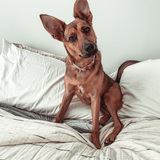 Entry image for Stella