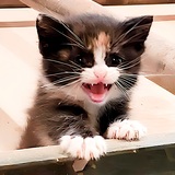 Entry image for Bean
