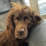 Entry image for Poppy